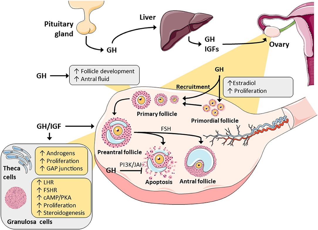 Pituitary Gland