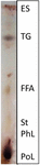 www.frontiersin.org
