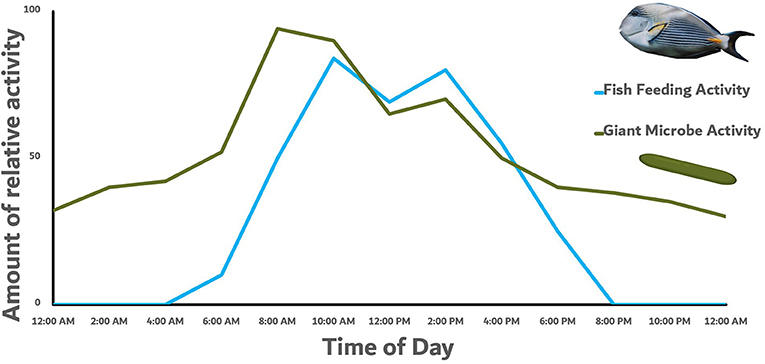 Figure 3 - A graph showing the feeding activity of a Sohal surgeonfish over the course of a day.
