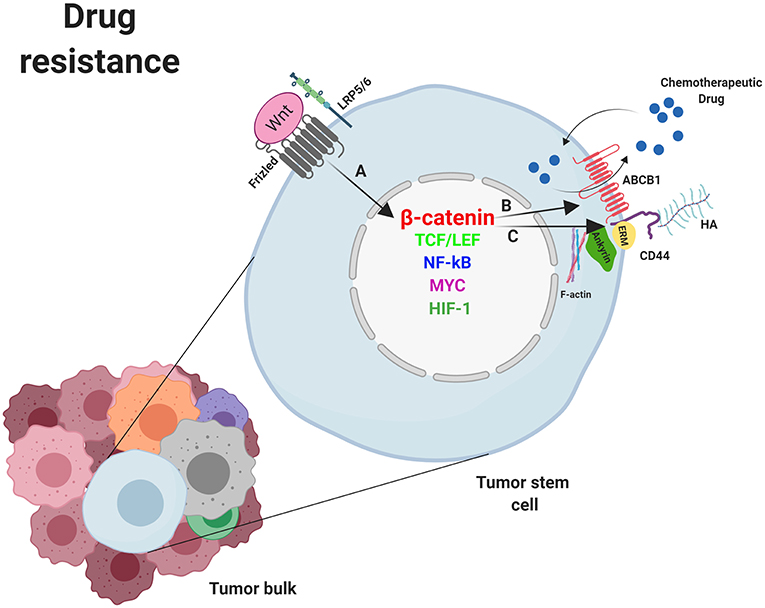 1 резистентность. Chemotherapeutic drugs. Индуцированная резистентность это. Плазмидоопосредованная резистентность. Резистентность буньявирусов.