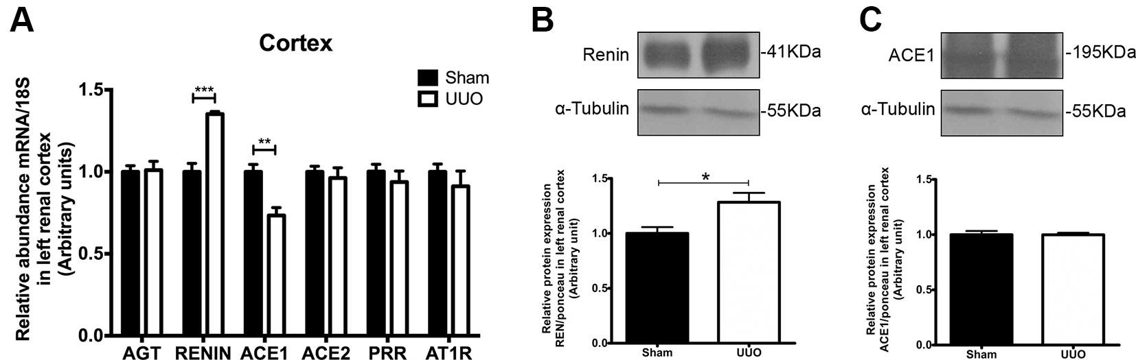 Frontiers - Upregulation of Cortical Renin and Downregulation of ...