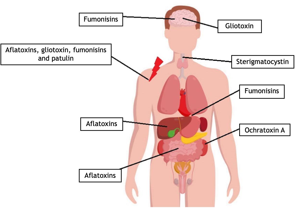 mycotoxins stored in fat)