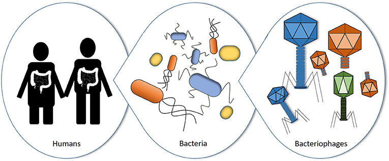 איור 1 - בני אדם (משמאל) מכילים הרבה חיידקים (באמצע) במיקרוביומים שלנו, בעיקר במעיים.