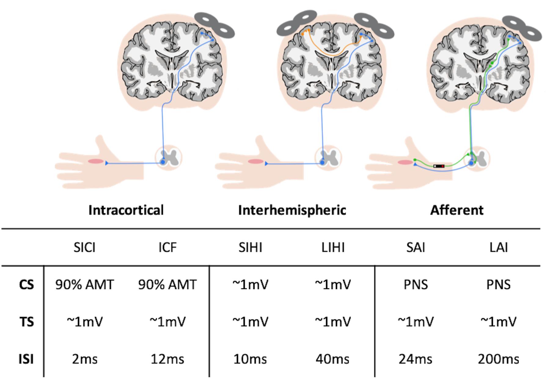Frontiers Fitness Level Influences White Matter Microstructure