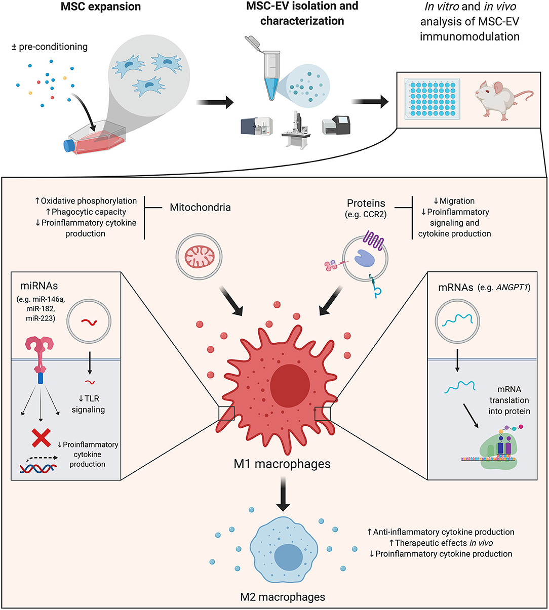 Mesenchymal stromal/stem cell-derived extracellular vesicles in tissue  repair: challenges and opportunities. - Abstract - Europe PMC