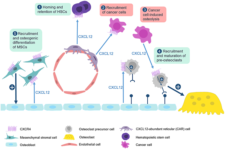 Chemokines in Physiological and Pathological Bone Remodeling