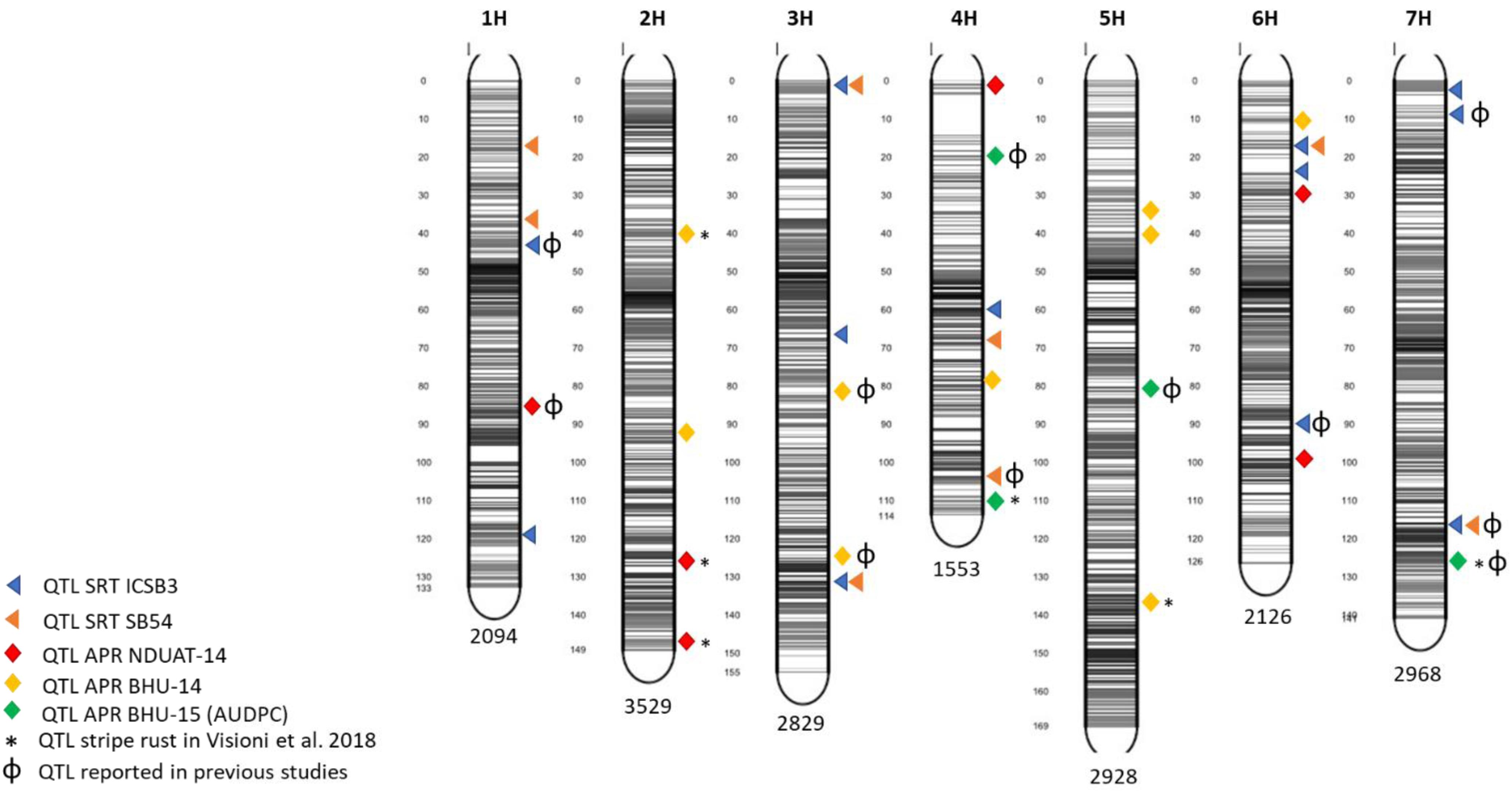 Leaf rust resistance gene фото 72