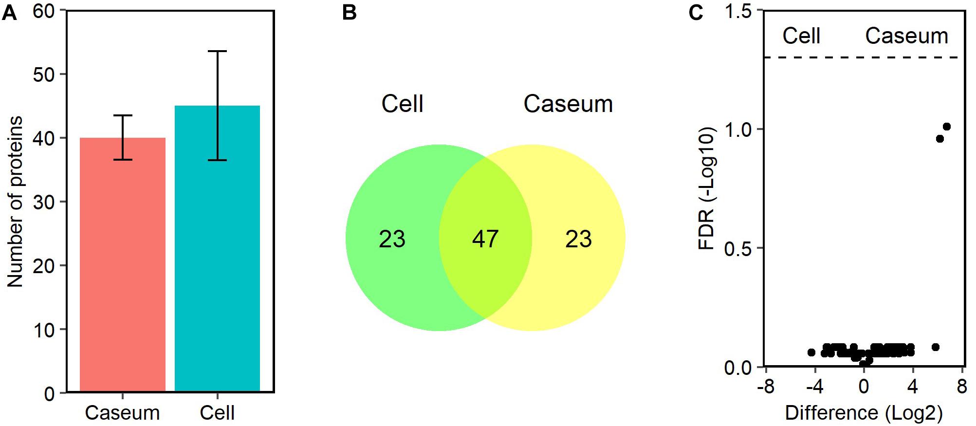 Caseum development is the process of lipid enrichment with necrosis