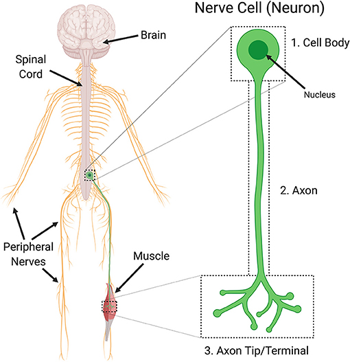 3 parts of a nerve cell