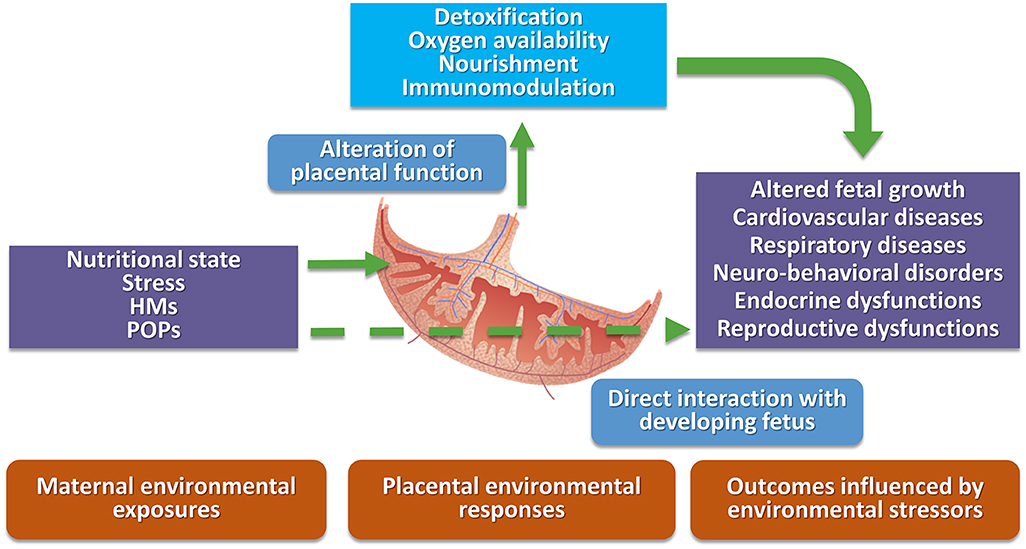 Organophosphate Flame Retardants in Pregnant Women: Sources, Occurrence,  and Potential Risks to Pregnancy Outcomes