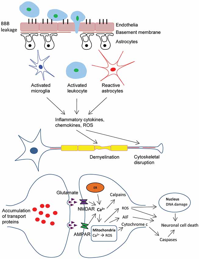 Erythropoietin in traumatic brain injury (EPO-TBI): a double-blind