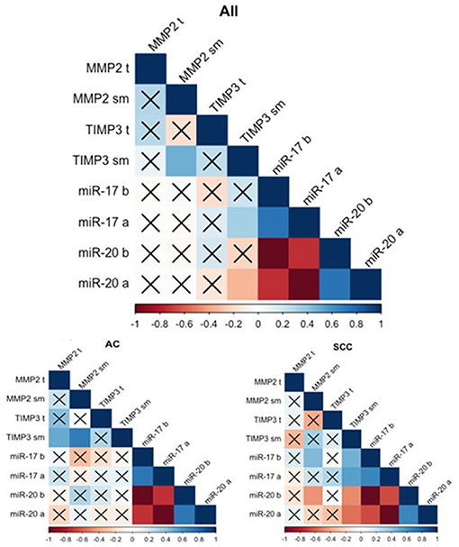 Frontiers | A Strong Decrease in TIMP3 Expression Mediated by the 