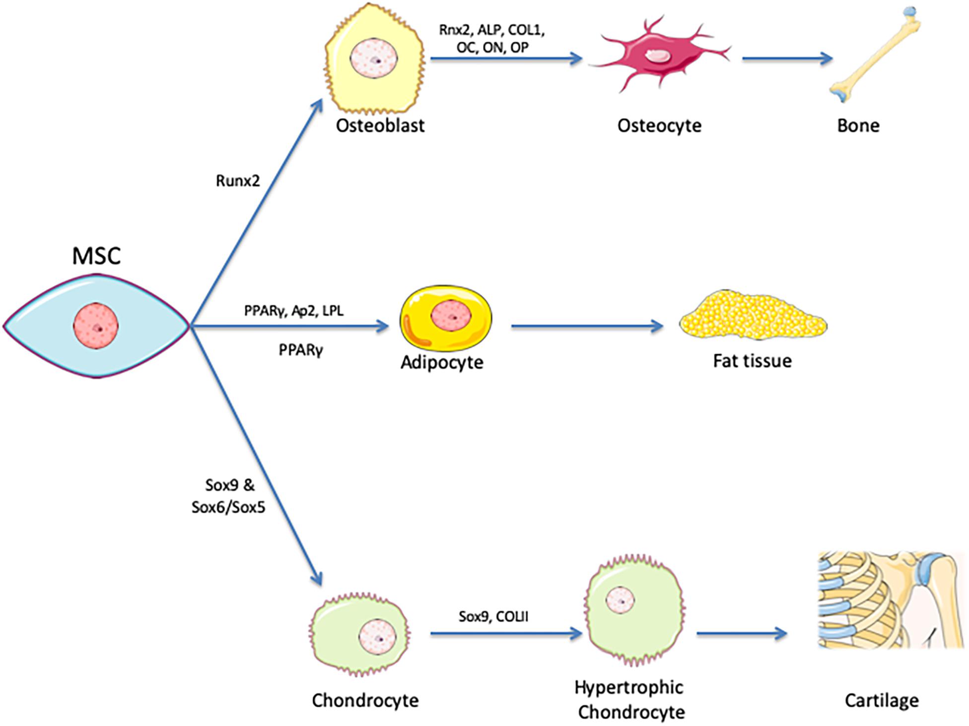 Frontiers Current Status And Future Prospects Of Genome Scale Metabolic Modeling To Optimize The Use Of Mesenchymal Stem Cells In Regenerative Medicine Bioengineering And Biotechnology