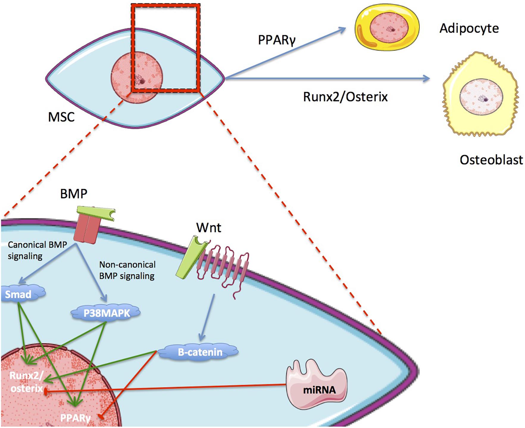 Frontiers Current Status And Future Prospects Of Genome Scale Metabolic Modeling To Optimize The Use Of Mesenchymal Stem Cells In Regenerative Medicine Bioengineering And Biotechnology