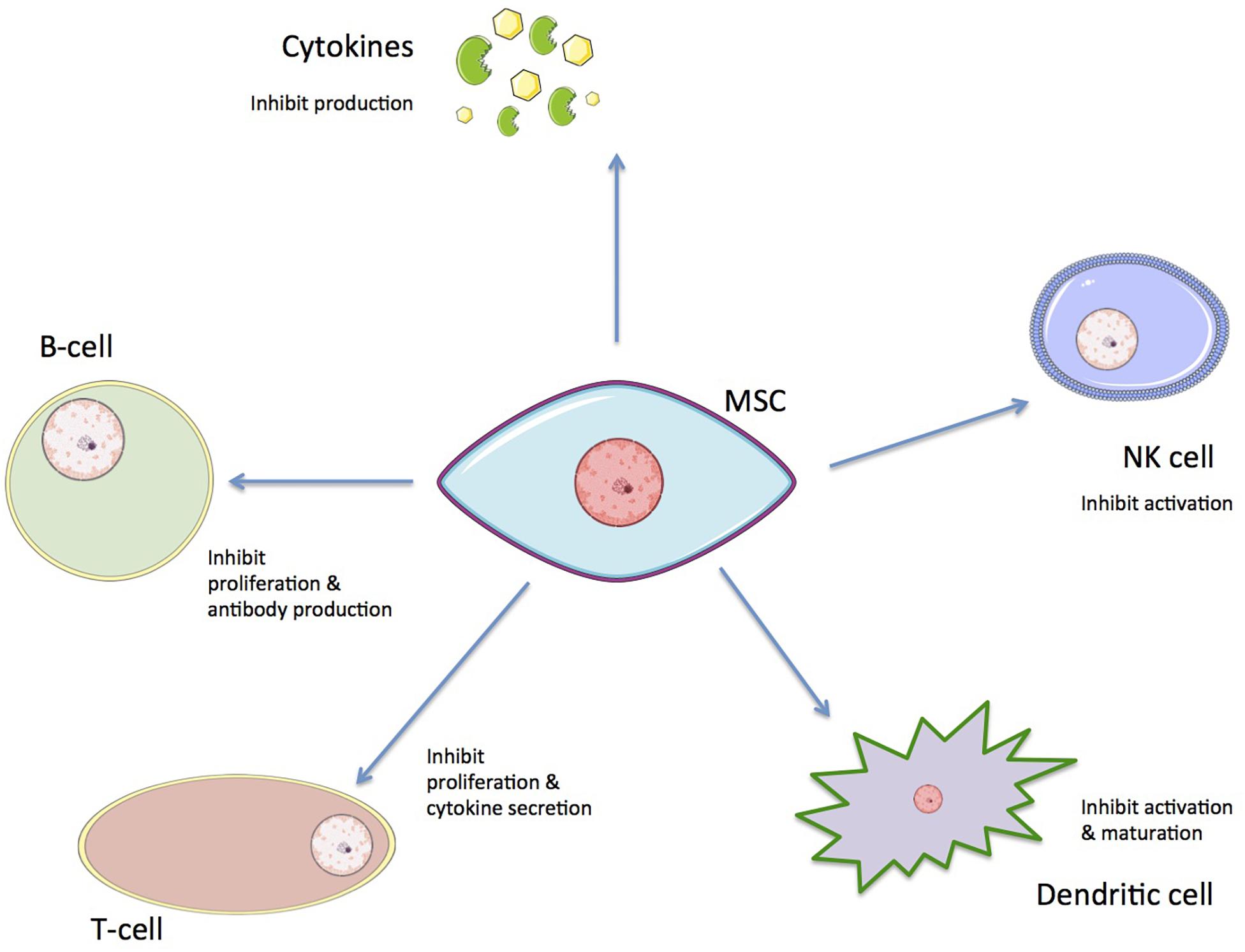 Frontiers Current Status And Future Prospects Of Genome Scale Metabolic Modeling To Optimize The Use Of Mesenchymal Stem Cells In Regenerative Medicine Bioengineering And Biotechnology