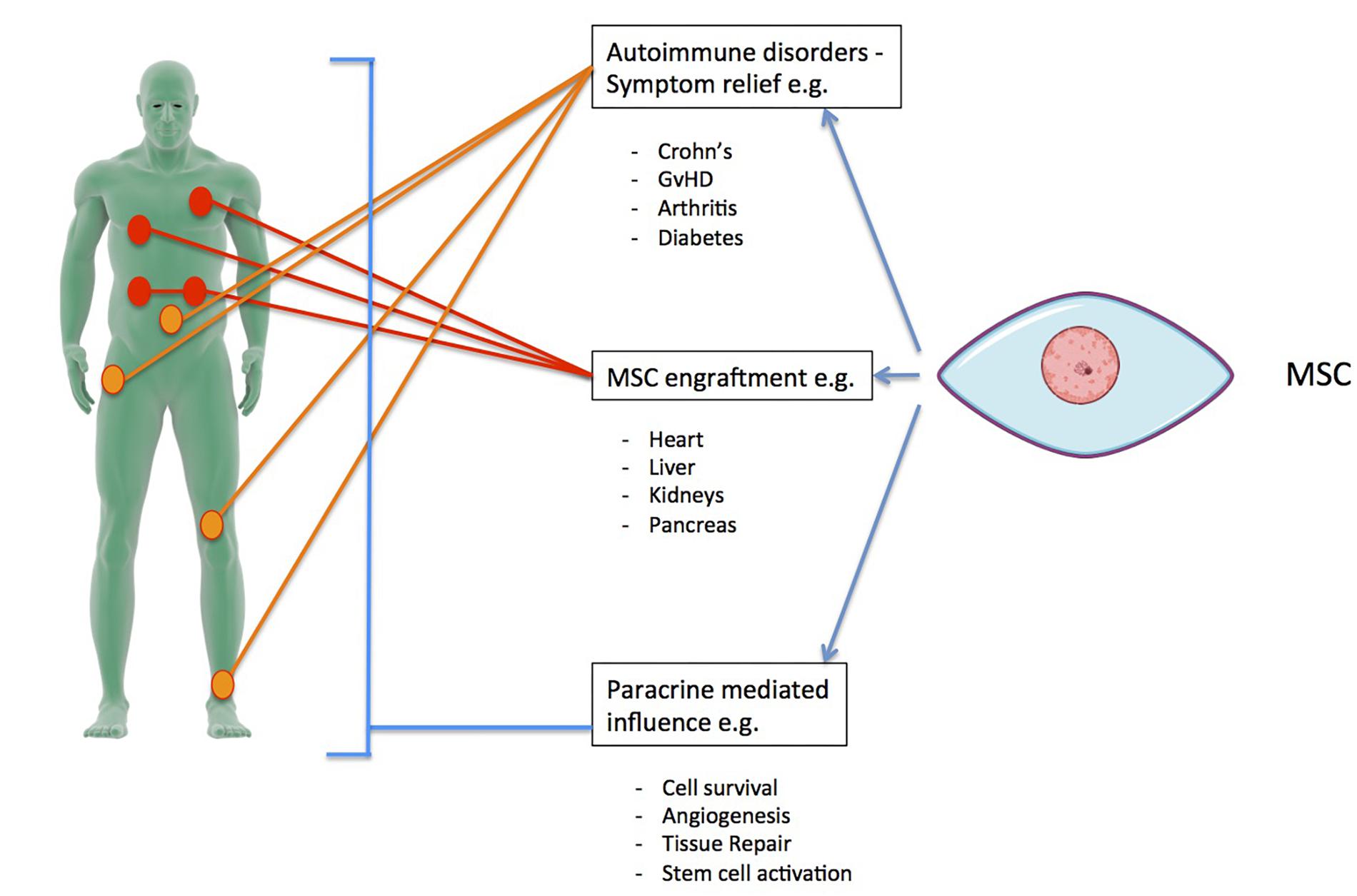 Frontiers Current Status And Future Prospects Of Genome Scale Metabolic Modeling To Optimize The Use Of Mesenchymal Stem Cells In Regenerative Medicine Bioengineering And Biotechnology