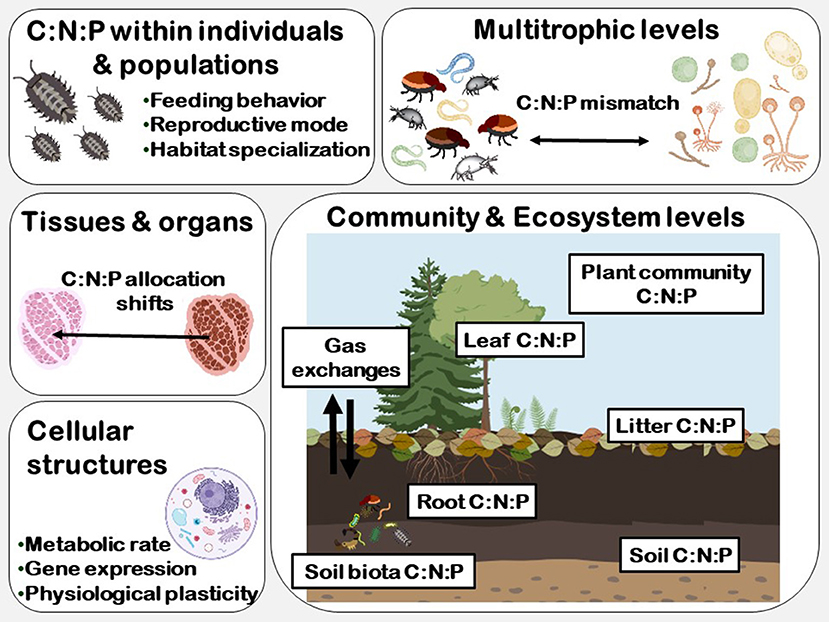 Frontiers Global Change Impacts On Forest Soils Linkage Between Soil Biota And Carbon Nitrogen Phosphorus Stoichiometry Forests And Global Change