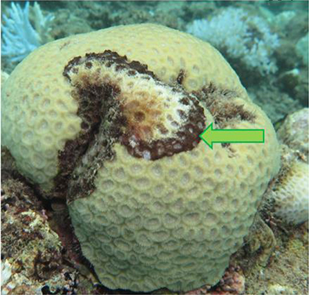 Figure 1 - A diseased coral.