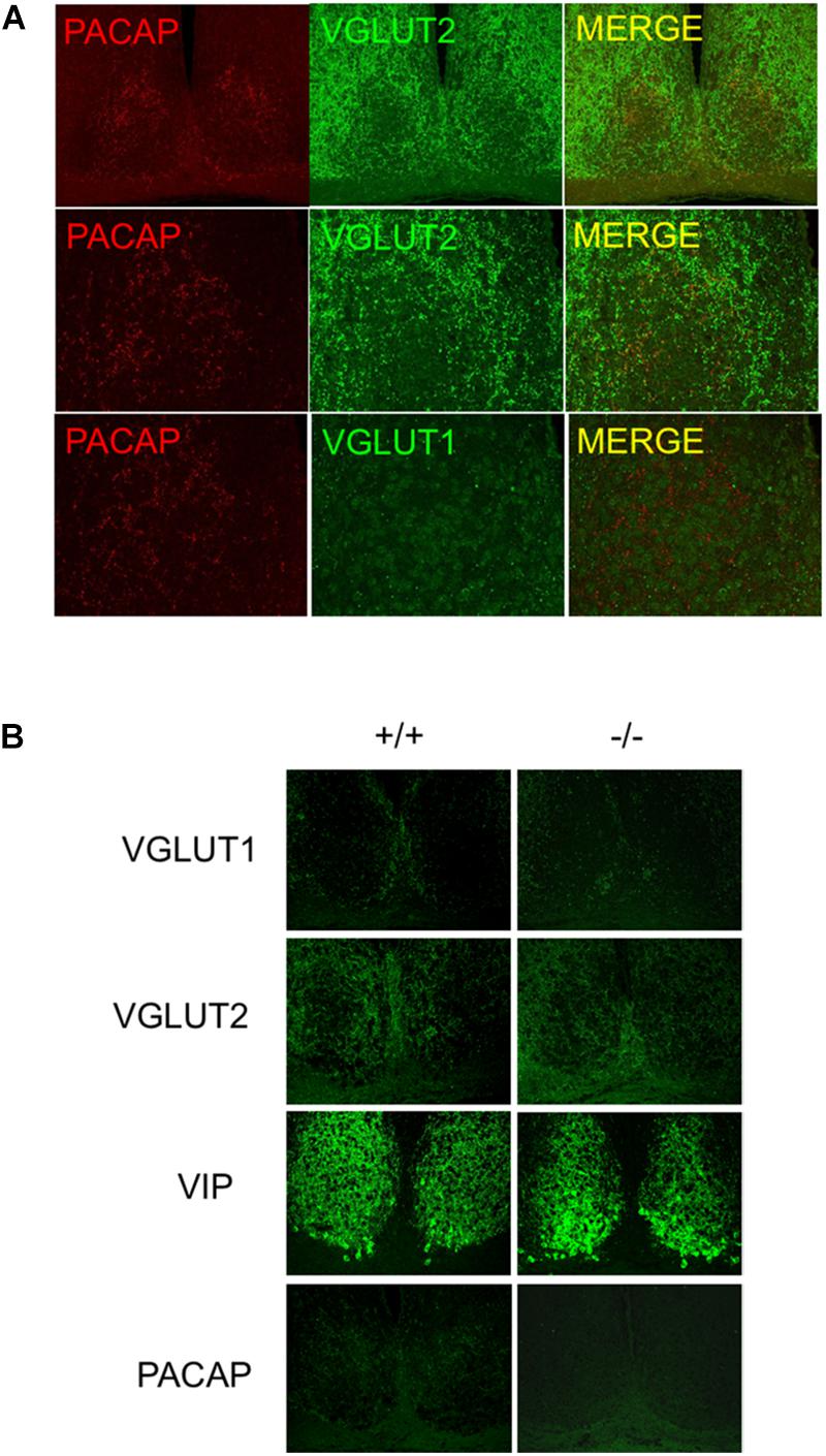 Vesicular glutamate transporter 2 (VGLUT2) is co-stored with PACAP in  projections from the rat melanopsin-containing retinal ganglion cells