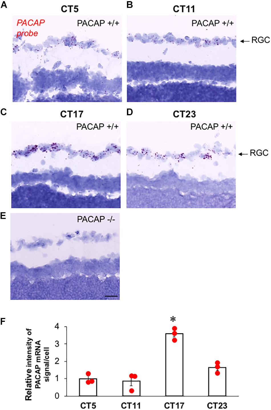 Vesicular glutamate transporter 2 (VGLUT2) is co-stored with PACAP in  projections from the rat melanopsin-containing retinal ganglion cells