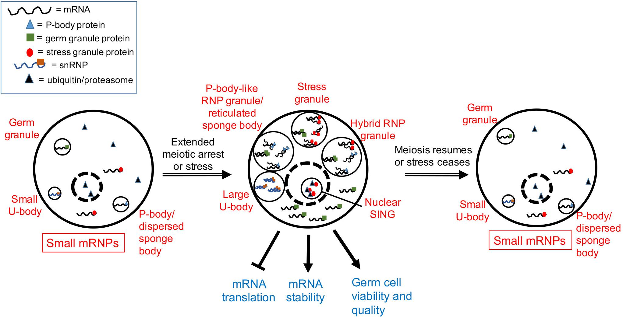 Oocyte granulation. Meiotic Drive. Meiotic Arrest. Анти u1 RNP название по русски. Germs перевод