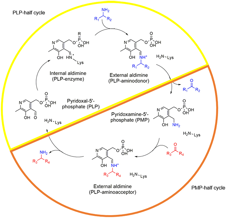 Frontiers Enhancing Plp Binding Capacity Of Class Iii W Transaminase By Single Residue Substitution Bioengineering And Biotechnology