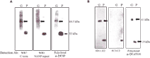 www.frontiersin.org