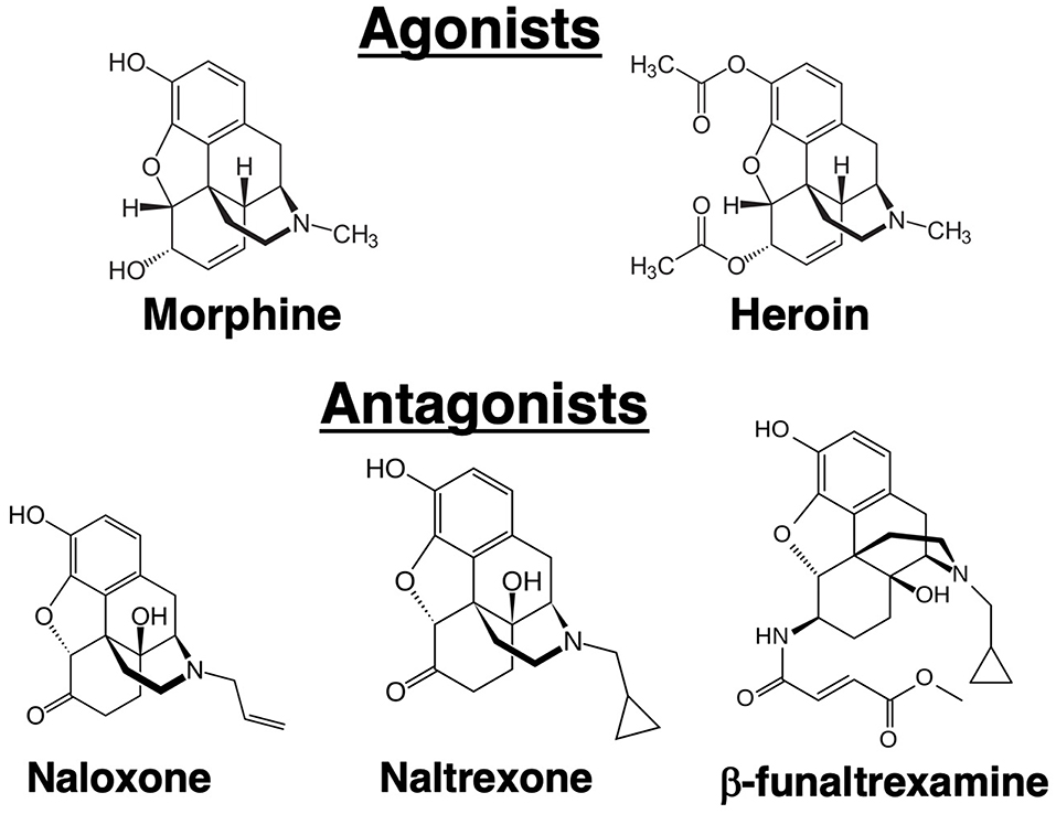 Frontiers The Role of Opioid Receptors Immune System Function |