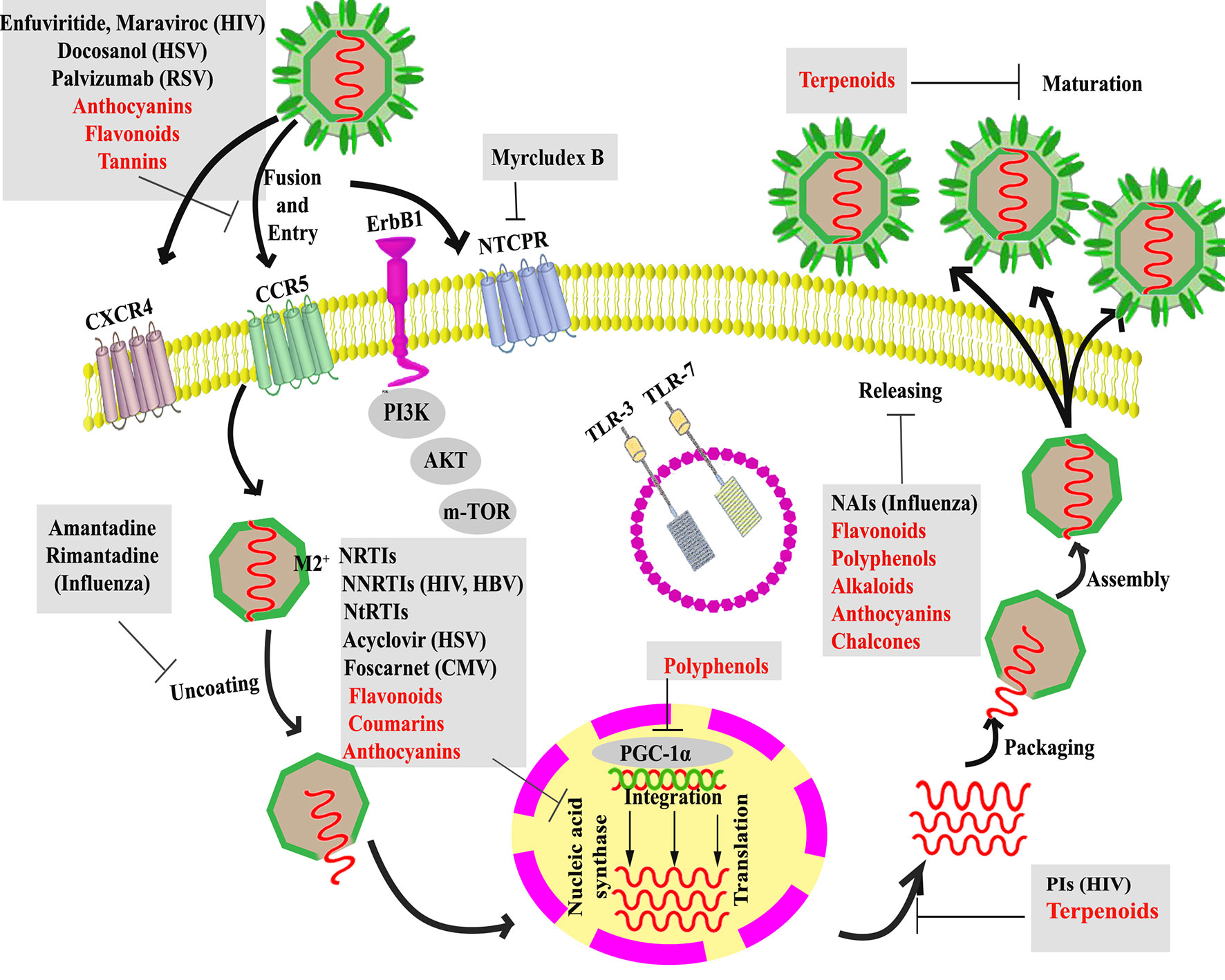 Syncytial virus