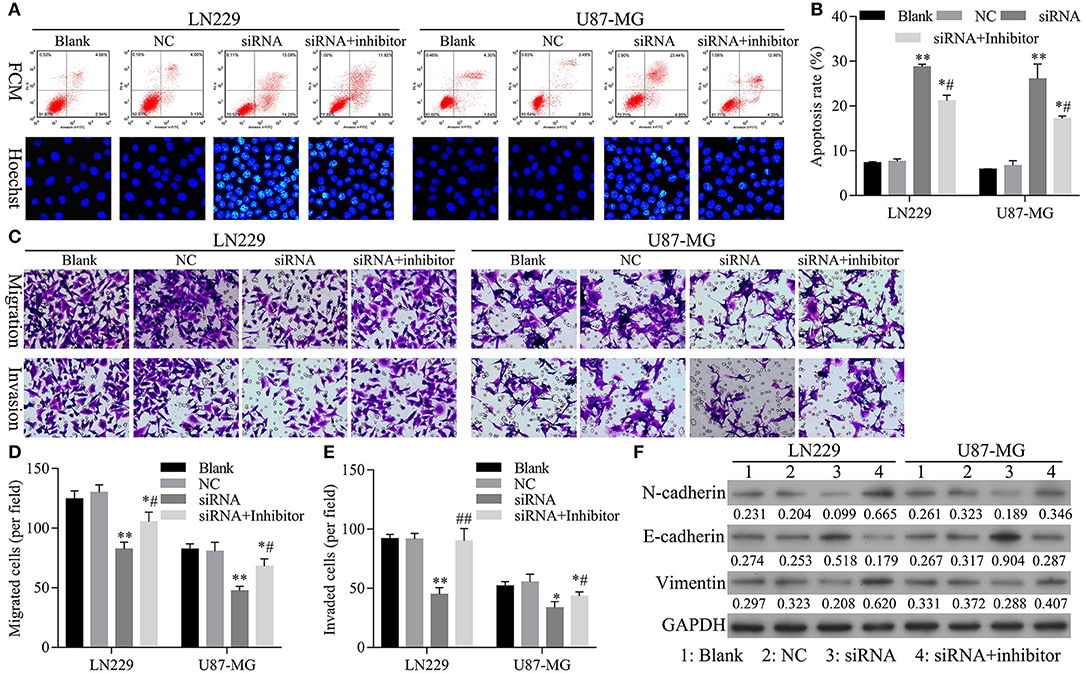 Frontiers | Lcn2-derived Circular RNA (hsa_circ_0088732) Inhibits 