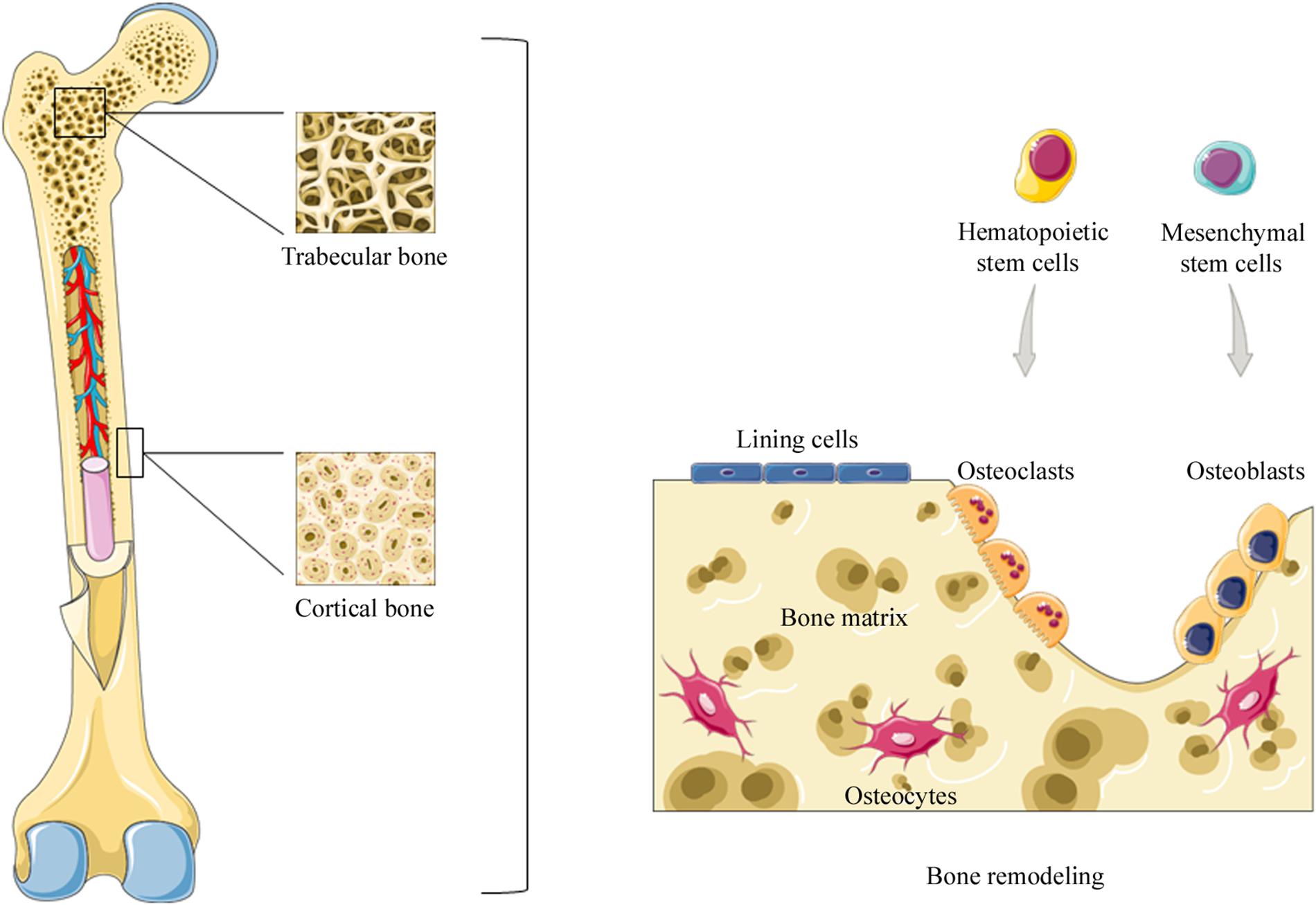 Human Body Stem Cell Diagram Labeled Diagram Media