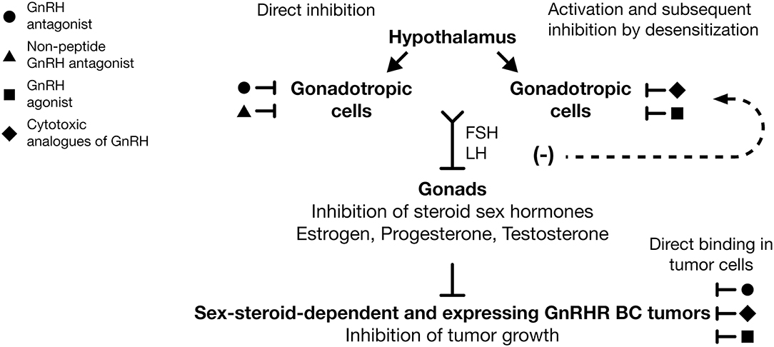 Frontiers | Treatment of Breast Cancer With Gonadotropin-Releasing