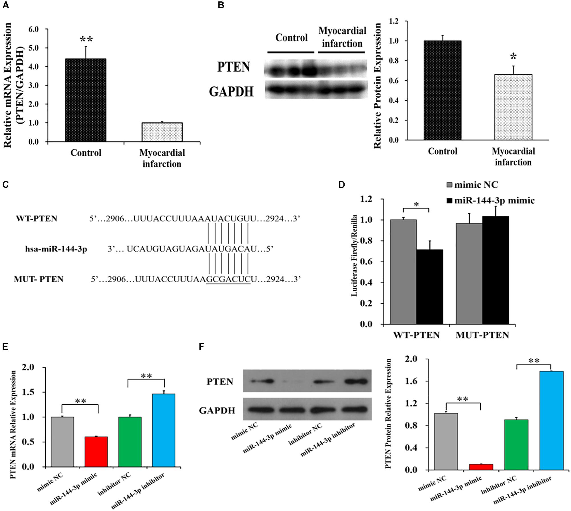 Frontiers Mir 144 3p Enhances Cardiac Fibrosis After Myocardial