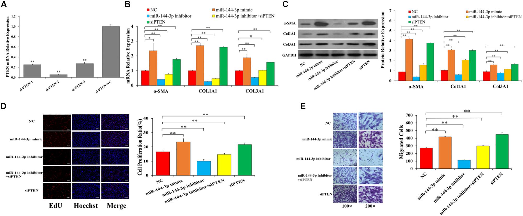 Frontiers Mir 144 3p Enhances Cardiac Fibrosis After Myocardial