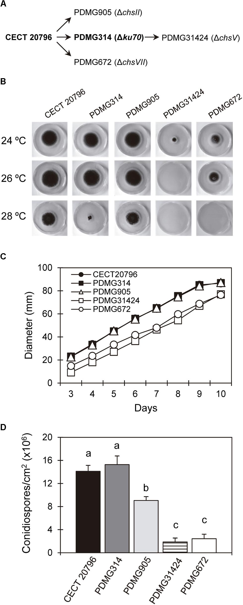 Frontiers The Myosin Motor Domain Containing Chitin Synthases Are Involved In Cell Wall Integrity And Sensitivity To Antifungal Proteins In Penicillium Digitatum Microbiology