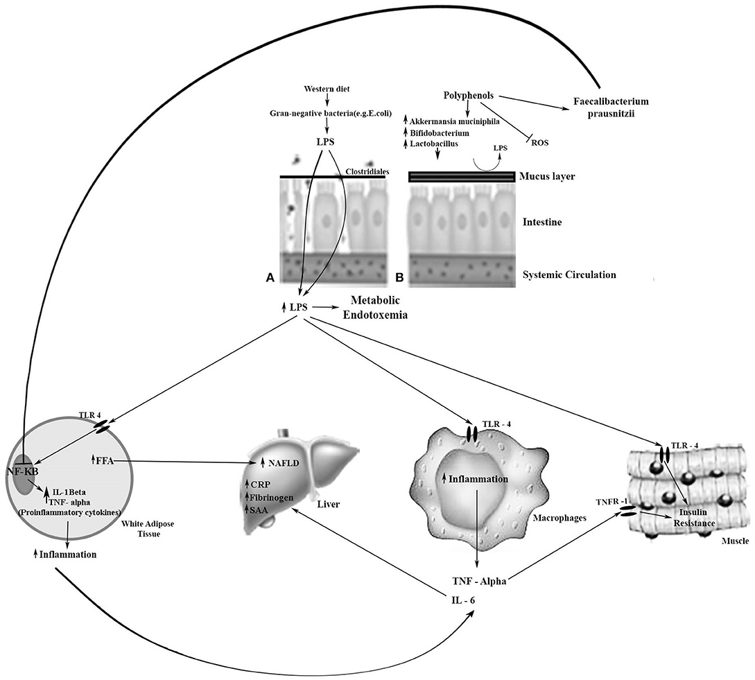 Frontiers The Two Way Polyphenols Microbiota Interactions And Their Effects On Obesity And Related Metabolic Diseases Nutrition