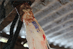 www.frontiersin.org