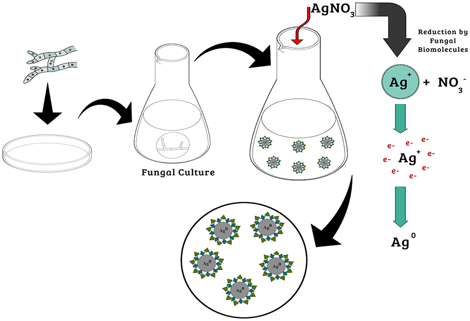 silver nanoparticles synthesis