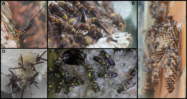 Figure 1 - Diversity of wasps. (A) Parasitic wasp.