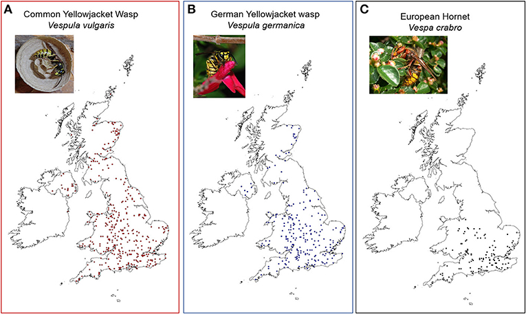 איור 3 - מפות התפלגות של צרעות חברתיות שכיחות בבריטניה, שהתקבלו מיותר מ-6,680 צרעות שנאספו על-ידי הציבור במסגרת Big Wasp Survey 2017.