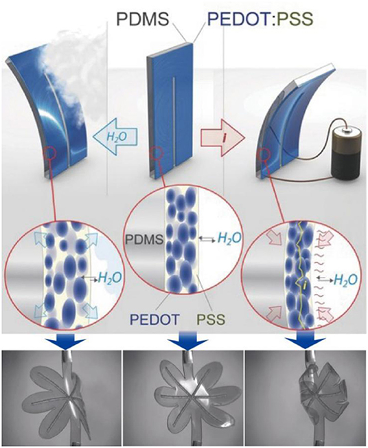 「PEDOT-based conducting polymer actuators」の画像検索結果