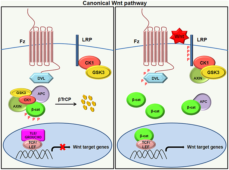 Frontiers Wnt Signaling And Its Significance Within The Tumor Microenvironment Novel Therapeutic Insights Immunology