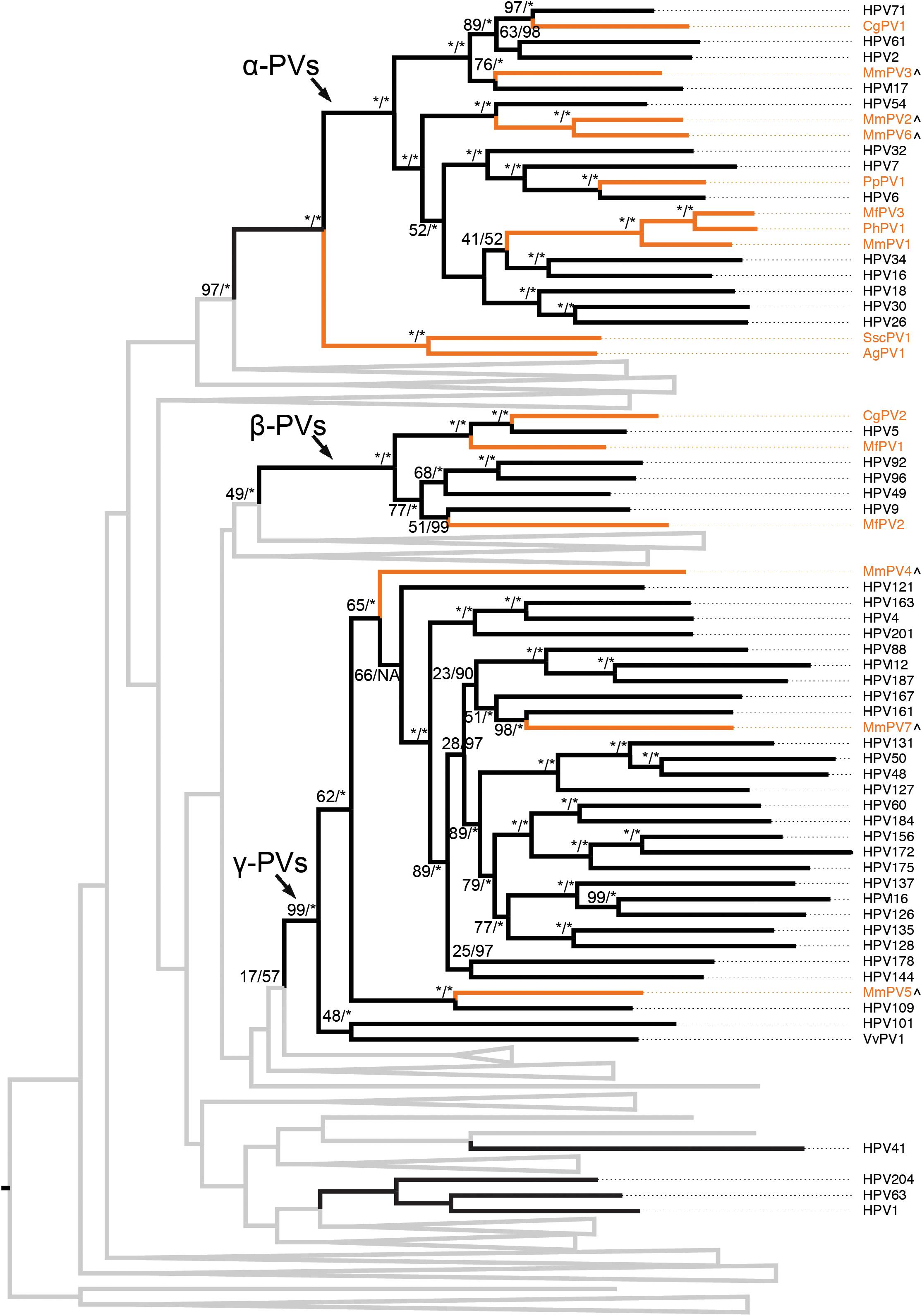 Rhesus Monkey Classification Chart