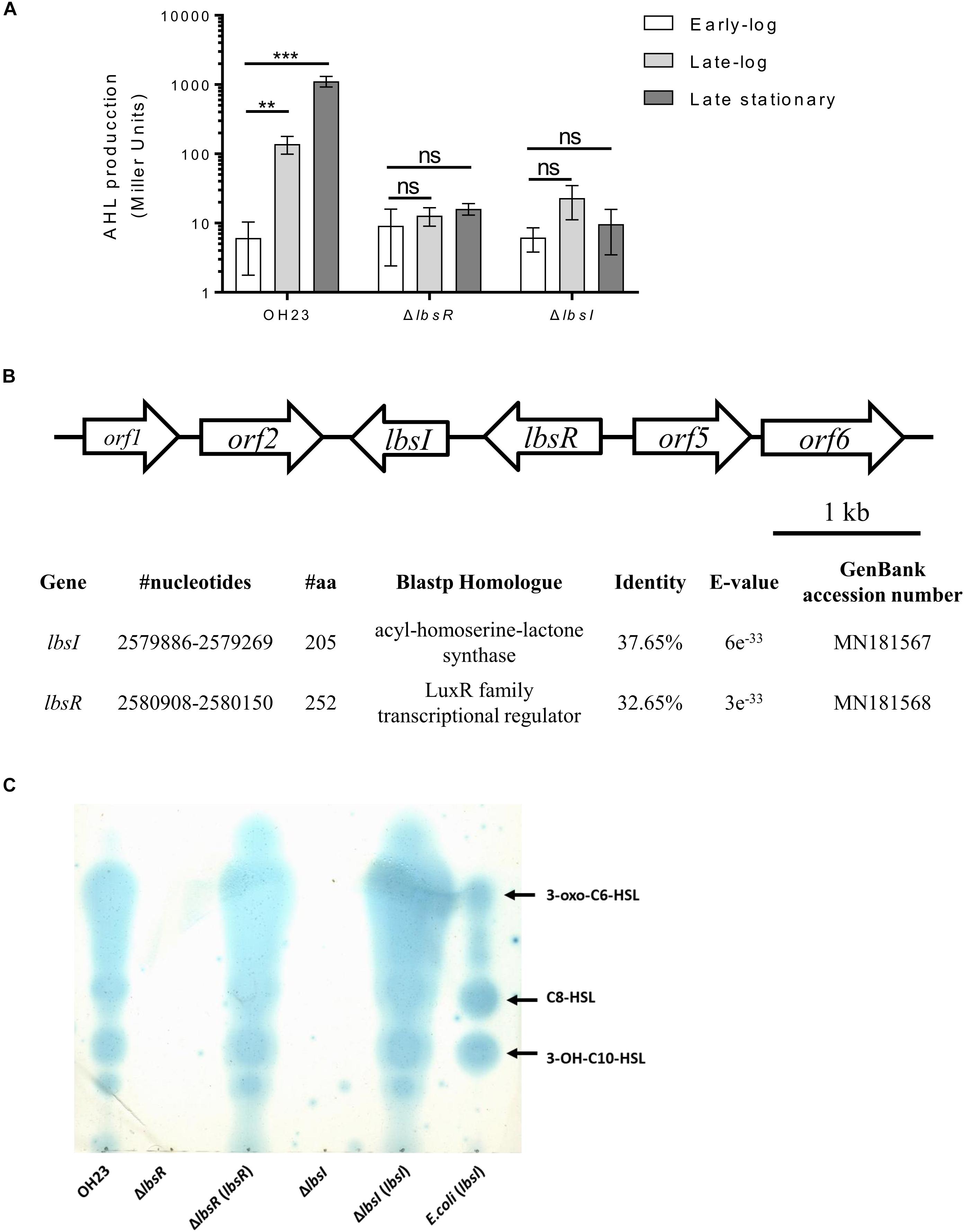 Frontiers The Ahl Quorum Sensing System Negatively Regulates Growth And Autolysis In Lysobacter Brunescens Microbiology