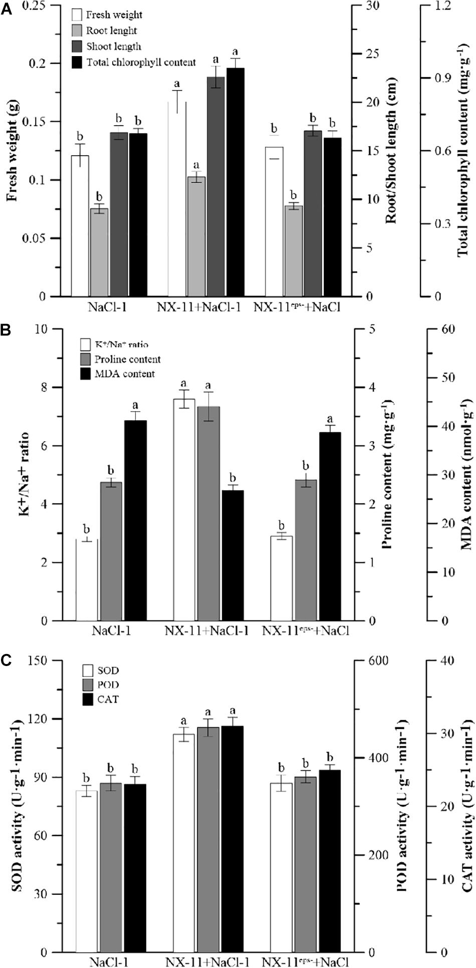 Frontiers | The Endophyte Pantoea alhagi NX-11 Alleviates
