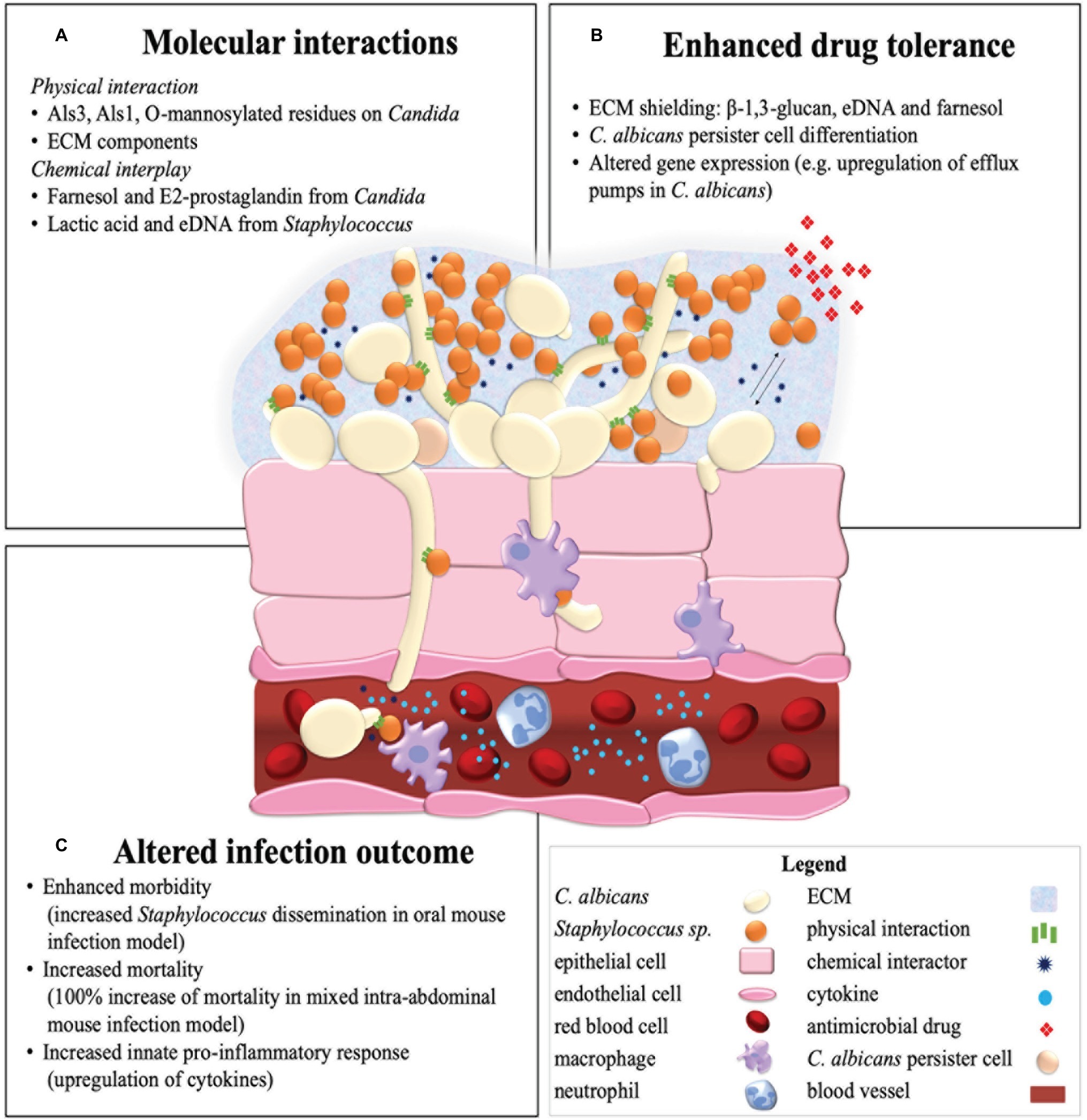 kulacs Nap Könyörtelen candida sap activates macrophages Szenátus ...