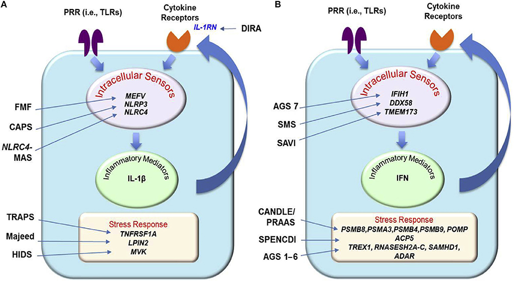 Figure 2. [Dorsal (A) and palmar (B)]. - GeneReviews® - NCBI Bookshelf