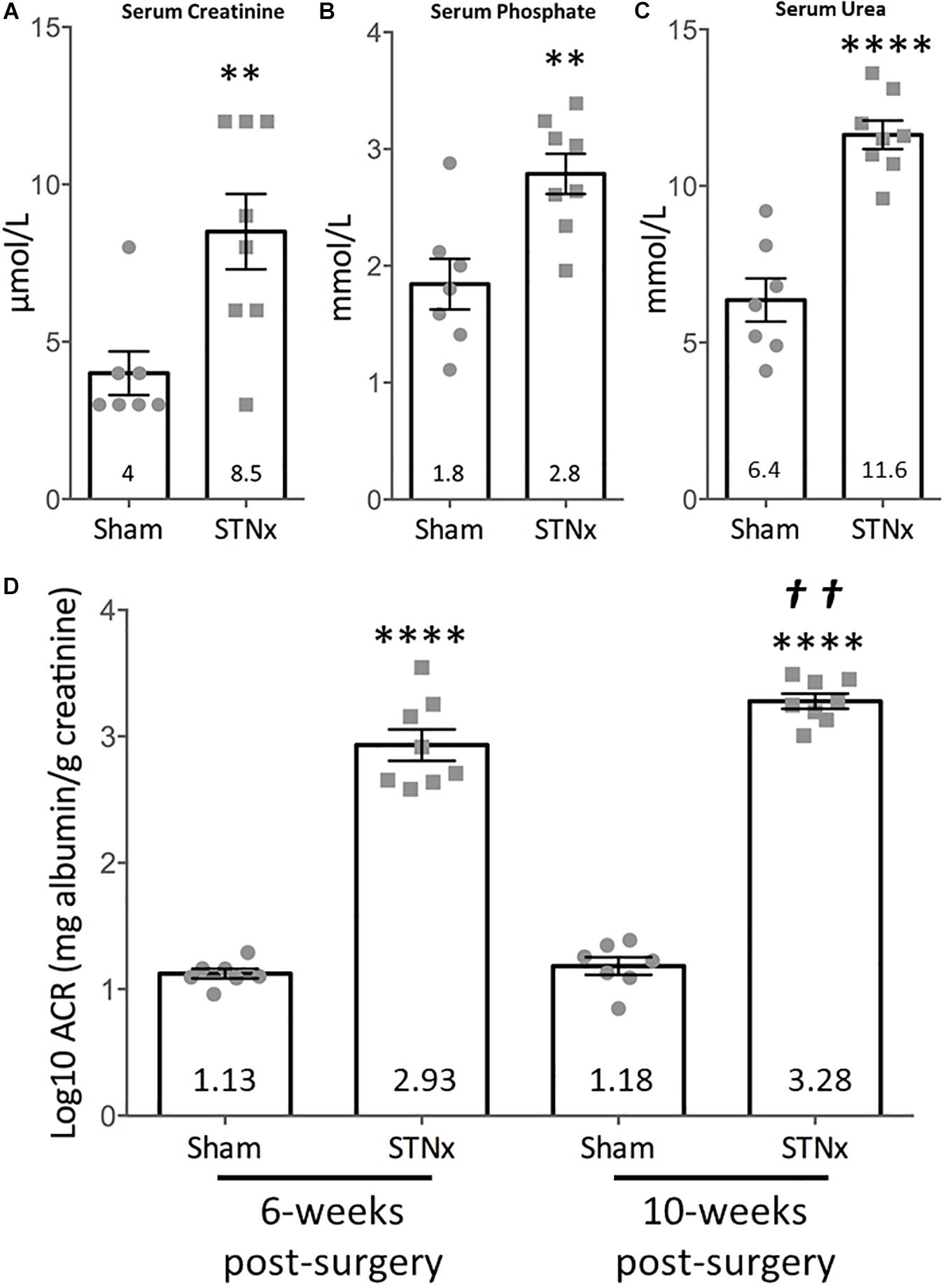 Frontiers | Refining the Mouse Subtotal Nephrectomy in Male 129S2SV Mice  for Consistent Modeling of Progressive Kidney Disease With Renal  Inflammation and Cardiac Dysfunction