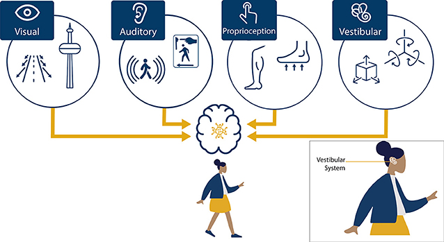 Figure 1 - The brain uses a combination of sensory inputs, visual (sight), auditory (sound), proprioception (muscles and joints), and vestibular (velocity and acceleration), to perceive self-motion.