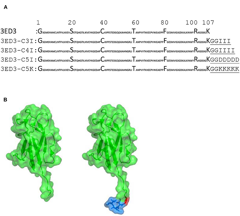 Frontiers Anti Dengue Ed3 Long Term Immune Response With T Cell Memory Generated Using Solubility Controlling Peptide s Immunology